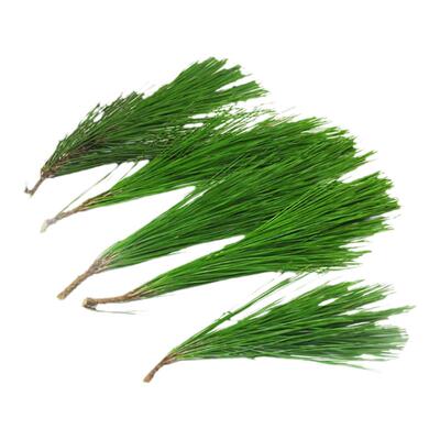 马尾2斤松枝野外现采现发泡酒