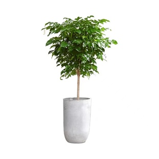 大型单杆绿宝树幸福树室内喜阳植物客厅办公室前台新房净化空气