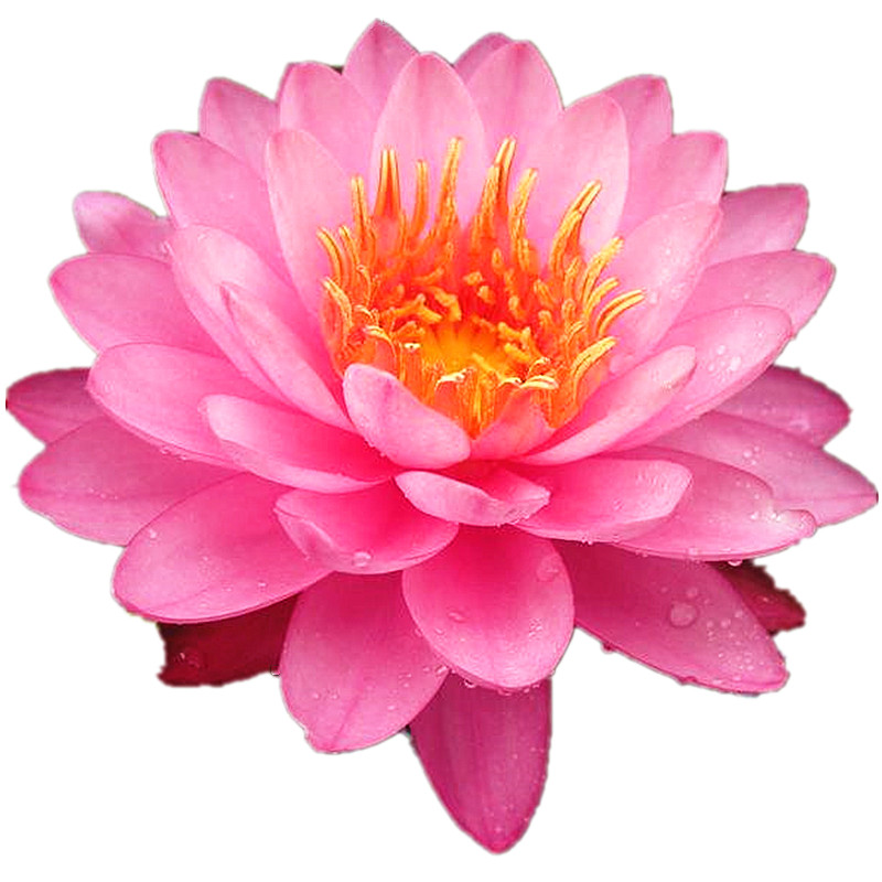 睡莲带花苞 带泥土水缸水池水培水生水养植物花卉多年生睡莲花苗