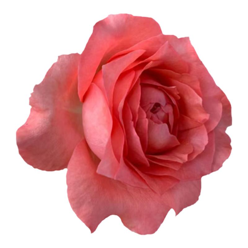 2011Corail gelee珊瑚果冻耐热抗病波浪大花强香海的花园月季花