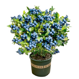 蓝莓树果苗盆栽特大号室内外蓝梅苗地栽阳台四季南北方种植果树