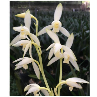 无花特壮苗 青山玉泉 建兰苗铭品 四季兰苗素心 白花极清香