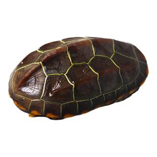 苏北金线草龟小乌龟活物外塘中华草龟冷水金钱龟稀有小宠物陆地龟