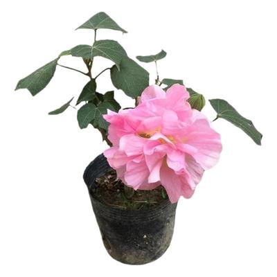 一日三色三醉芙蓉木芙蓉花