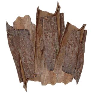 红豆杉树皮干货含紫杉醇正宗赤柏松南方红豆杉树皮树根叶果实包邮