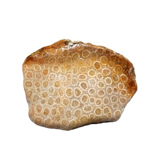 印尼珊瑚玉天然古生物化石菊花石原石切片地质科普教学标本摆件