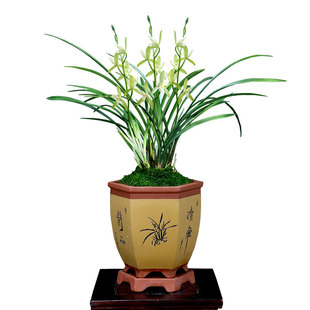 老种四季建兰花苗铁金刚国色天香铁骨素梅带花浓香素心好养卉盆栽