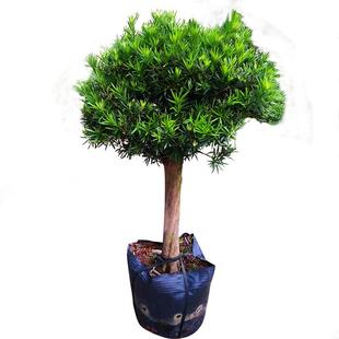 罗汉松盆景树苗大叶小米雀舌罗汉松阳台盆栽圆叶黑珍珠造型树庭院