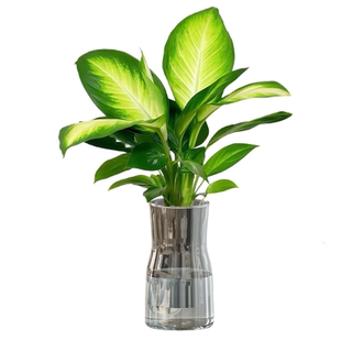 懒人植物黄金万年青玛丽安水培粉黛盆栽室内办公桌面净化空气好养