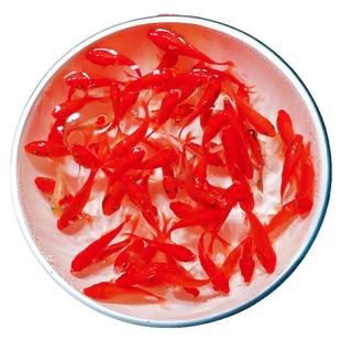 草金鱼活鱼观赏鱼锦鲤鱼苗淡水鱼冷水鱼小型耐活活体小金鱼红草金