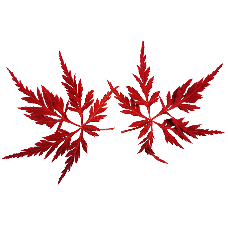 实拍一物一拍 日本红枫 稻叶枝垂 石榴红 红叶羽毛枫树盆栽盆景