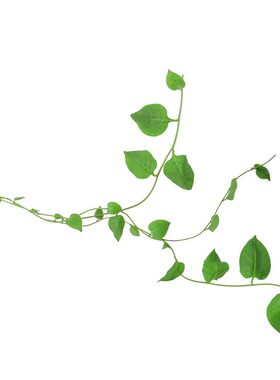 壹植爬山虎墙上常青不落叶