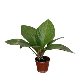 聚宝盆大叶绿植客厅招财水培鸟巢花烛室内好养花卉发财树植物