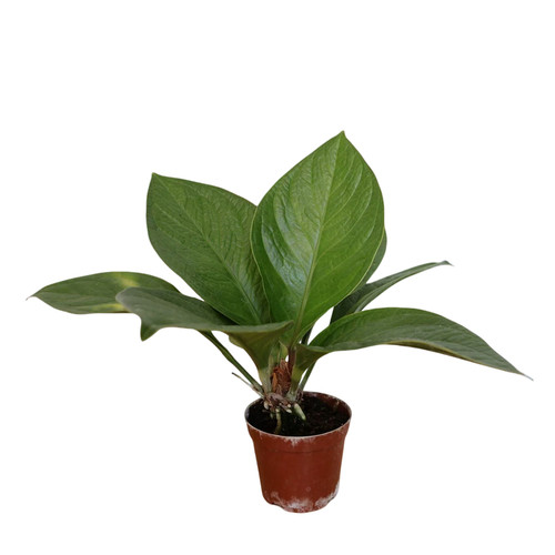聚宝盆大叶绿植客厅招财水培鸟巢花烛室内好养花卉发财树植物