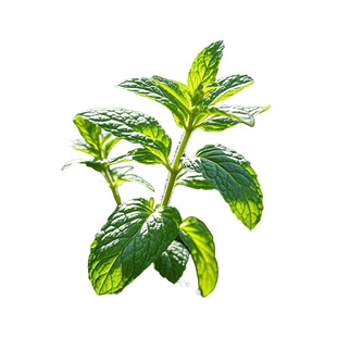 薄荷种子大全四季阳台室内盆栽驱蚊虫净化空气好养发芽薄荷种子籽