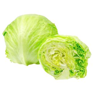 五大湖巴达维亚生菜种子浓郁清脆结球沙拉传家宝室内阳台四季盆栽