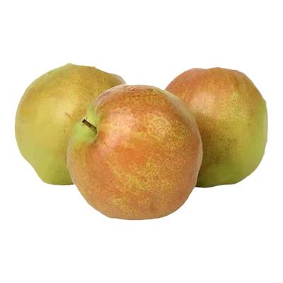 山西隰县玉露香梨脆甜汁多