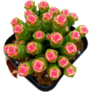 【南非龟甲龙 】多肉植物墨西哥龟甲龙七年生弹簧草 球块根多