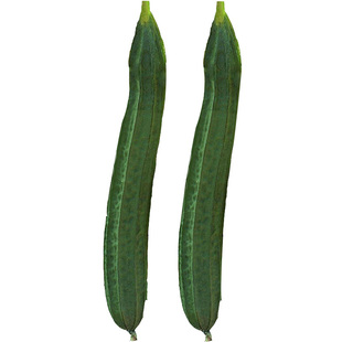 和利农正源大肉花点丝瓜种子棱丝瓜角瓜四季蔬菜孑早熟高产种籽子