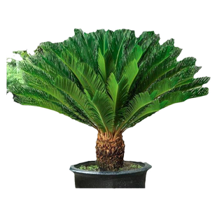 铁树盆栽绿植花卉树苗大盆景苏铁开花公母客厅室内绿植好养植物