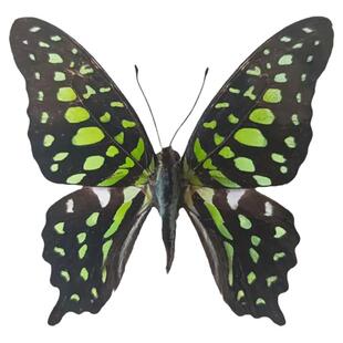 真蝴蝶原蝶统帅青凤蝶未展翅蝴蝶标本制作diy手工材料A1/A-品质