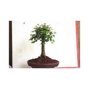 榉树 日本榉树盆景木本根之八方体现根系大树型树杆四时可赏