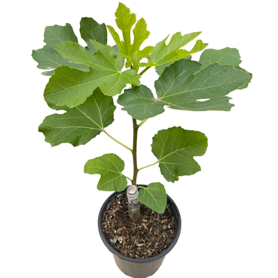 无花果树果苗南北方种植特大盆栽