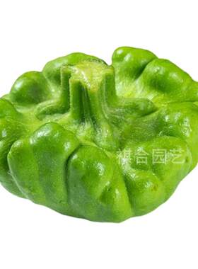 祺合春秋特色面瓜南瓜高产