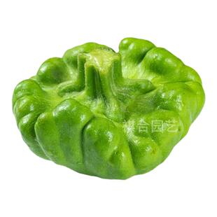 春夏秋季早蔓短姜柄瓜种子天座瓜五叶瓜香甜味码密阳台姜饼瓜蔬种