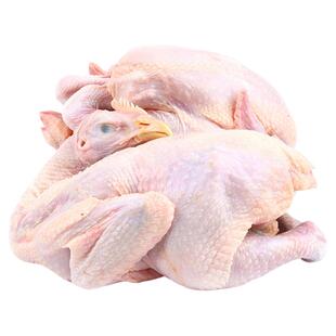 哥哥鲜无抗黄油鸡整鸡散养鸡原粮饲喂走地鸡肉新鲜无激素生鲜整鸡