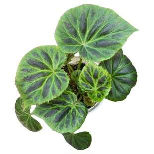 普雷贝秋海棠 直播间精选 中美洲原种