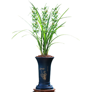 翁源兰花喜花里寒兰子母花奇花带花正品浓香好养室内绿植花卉盆栽