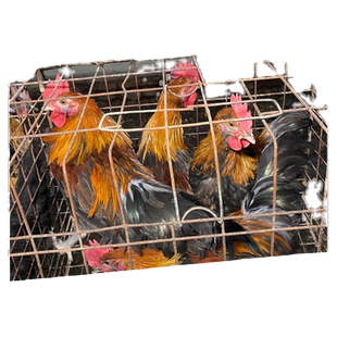 云南茶花鸡种蛋受精鸡蛋非珍珠纯长尾观赏鸡种蛋受精蛋可孵化小鸡