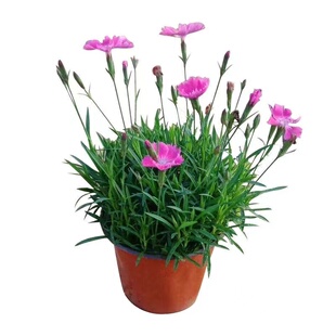 欧石竹花苗初吻石竹四季常绿开花草坪耐寒耐旱多年生庭院盆栽绿化