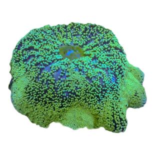 【植素源】地毯类海葵荧光绿红蓝短须圆点海水生物海缸软体活珊瑚