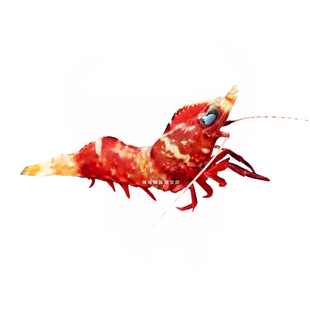 鸡冠虾 鲜活 樱花虾野生小海虾新鲜刺身级生鲜高脊赤虾福建东山岛