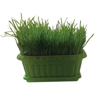 韭菜根苗现挖红紫根细小叶四季阳台室内盆栽韭菜种苗好养易活绿植