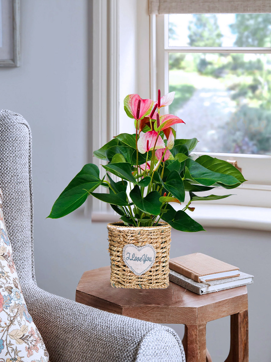 粉掌盆栽白掌植物办公室内花卉客厅好养一帆风顺红掌四季常青绿植