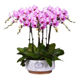 蝴蝶兰盆栽真花北京乔迁鲜花速递同城广州深圳杭州上海天津生日店