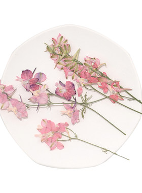 带枝飞燕千鸟花干花材料