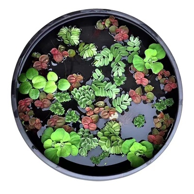 养鱼养龟鱼缸小浮萍水草