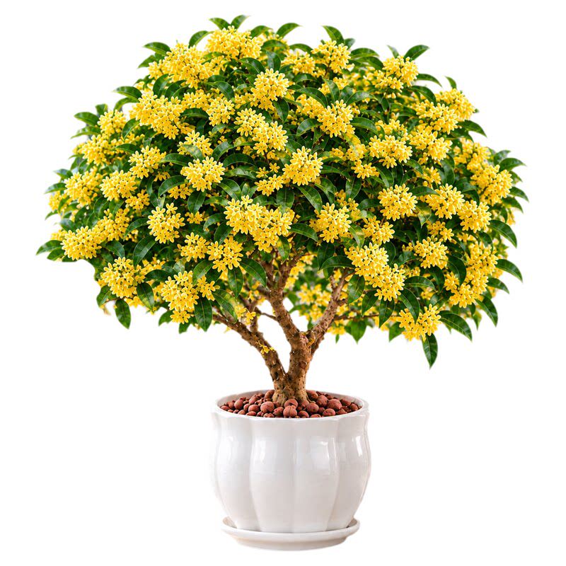 四季桂花盆栽金桂浓香型绿植室内花卉桂花树苗老桩阳台植物好养活