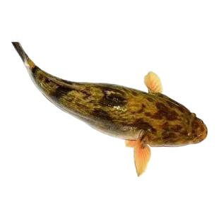 笋壳鱼水花淡水养殖鱼苗云斑尖塘鳢水花鱼苗沙塘鳢水花鱼苗