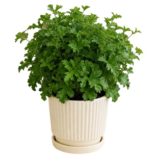 驱蚊草盆栽祛蚊植物绿植庭院阳台净化空气香叶天竺葵防蚊虫好养活