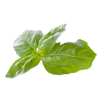 可食用罗勒香草种子四季