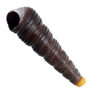 大连鲜活钉螺海锥螺新鲜去尾田螺角螺海螺丝尖螺辣炒顺丰发货水产