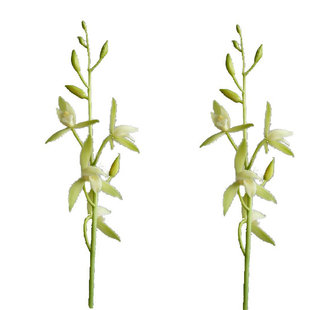 无花浓香正宗素心银边大贡 古时贡品香味霸道清冽 四季兰花