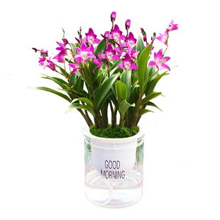 七彩香水石斛兰花苗盆栽现带花苞出售送盆水培绿植室内外好养花卉