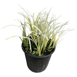 英国山麦冬纯金啤酒盆栽沿阶草耐热多年生花镜草本植物观赏草包邮