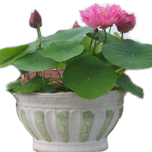 当年开花 新收碗莲盆栽花种子籽孑藕大全几毛钱的碗莲是假货